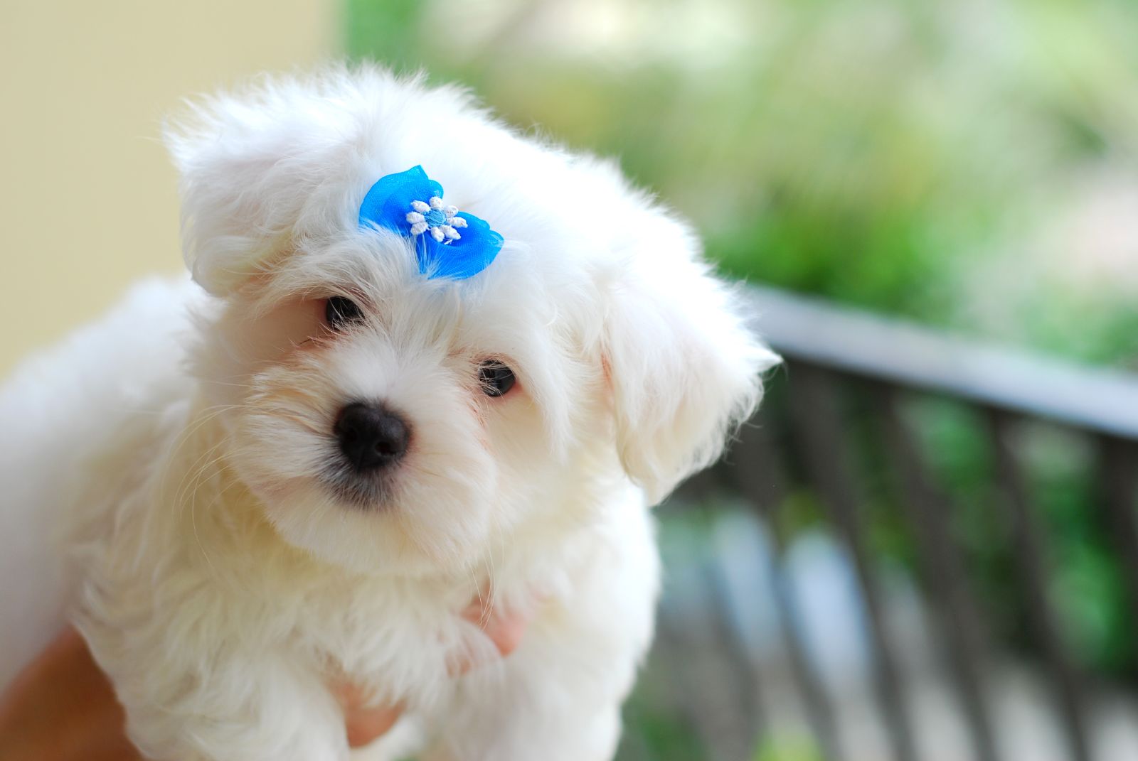 Nohl Ranch Animal Hospital | Dog Vaccination