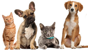 Keep your pet healthy | Nohl Ranch Animal Hospital In Orange County, LA