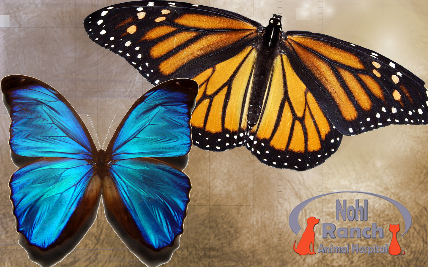Nohl Ranch Animal Hospital in Orange, CA | blog | Spring and my pet