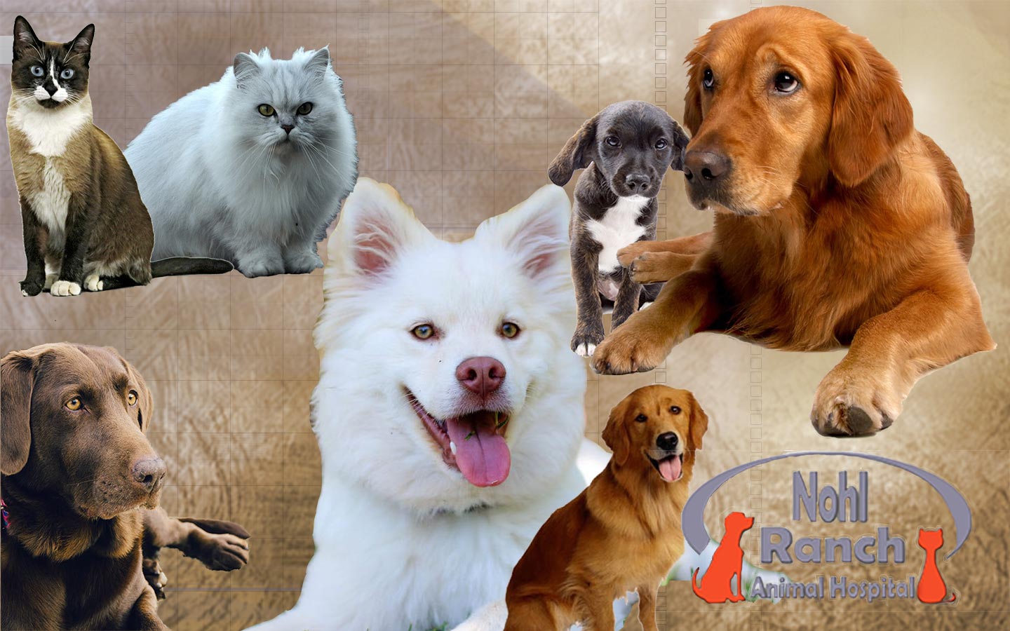 Nohl Ranch Animal Hospital in Orange, CA | blog | Pets skin and fur