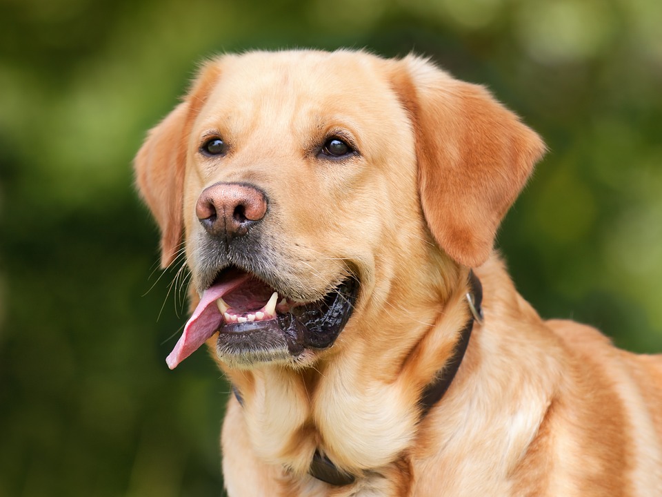Nohl Ranch Animal Hospital in Orange, CA | blog | Tumor (Mass) Removal