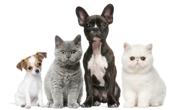 Nohl Ranch Animal Hospital in Orange, CA | Blog | 20% OFF Growth Removal