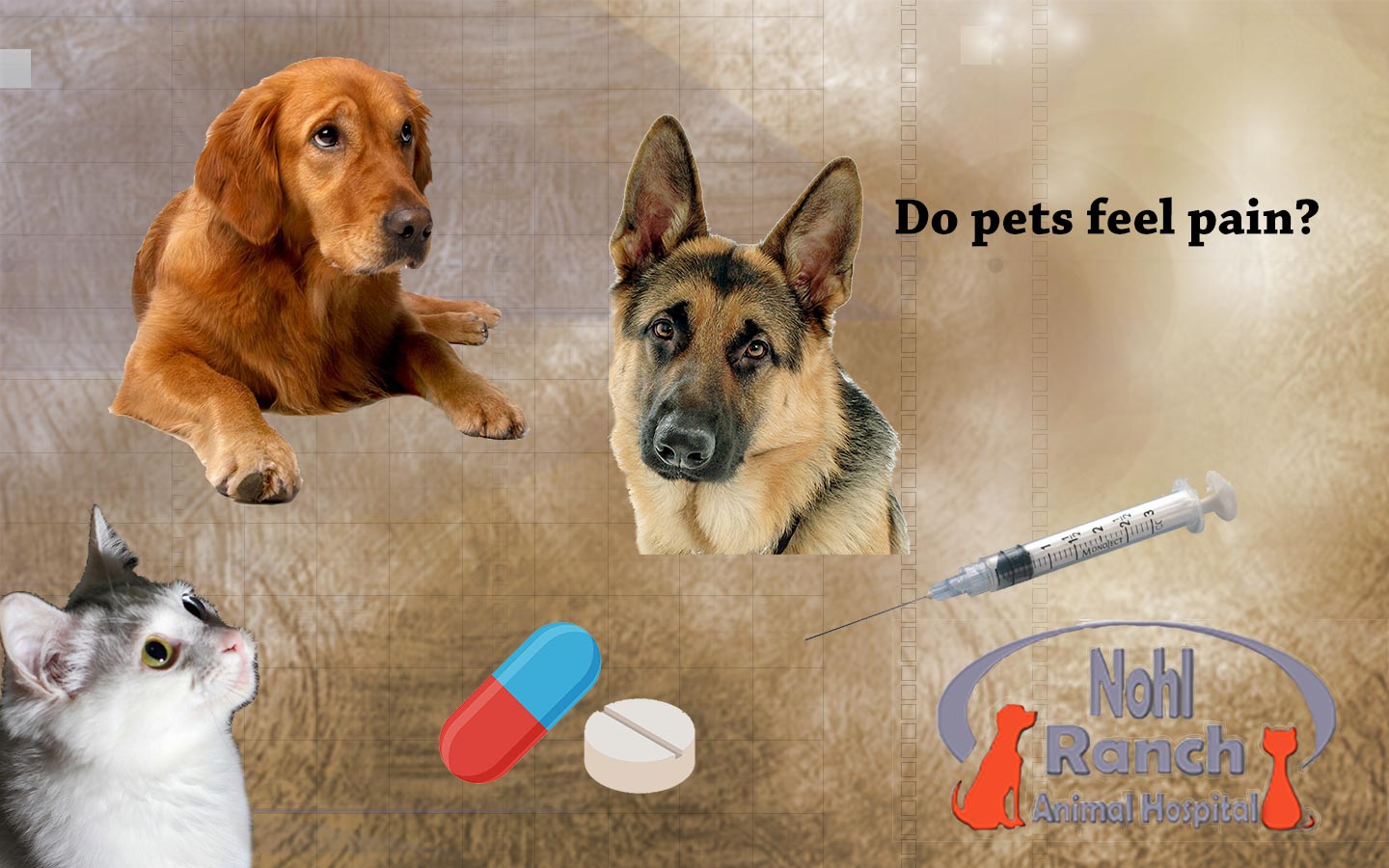 Nohl Ranch Animal Hospital | Pet care in Orange County, CA | Do pets feel pain?