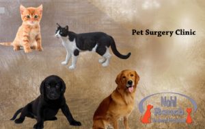 Nohl Ranch Pet Surgery Clinic | Veterinary Clinic Orange, CA | Animal Hospital