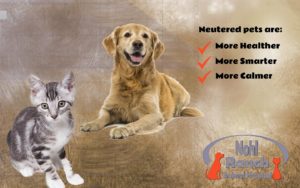 Nohl Ranch Animal Hospital Veterinarian in Orange, CA blog | Spay or Neuter Your Pet