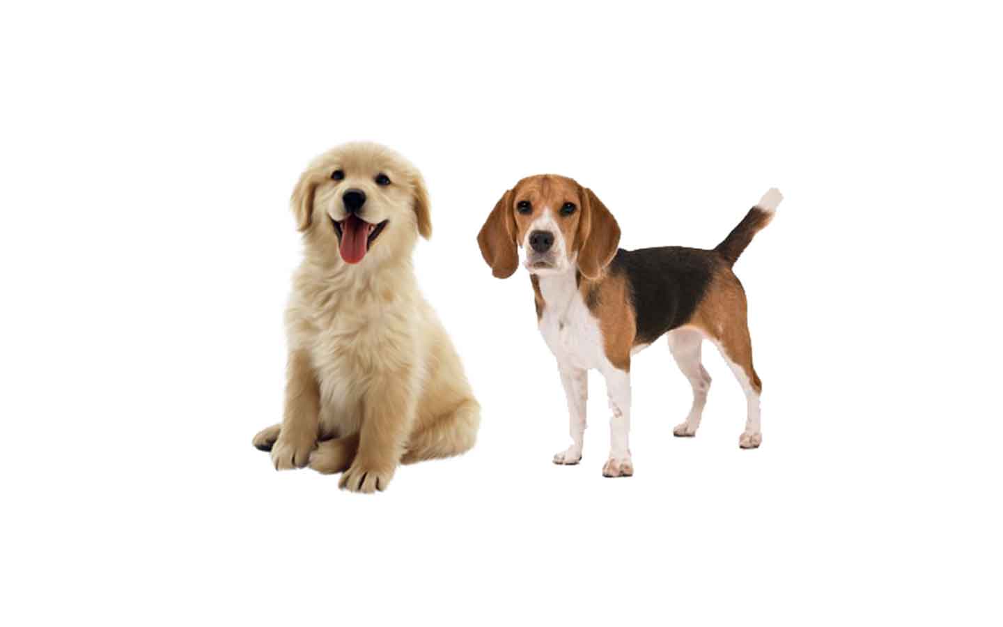 Nohl Ranch Animal Hospital in Orange, CA | Offer- Coupon | 10% OFF Flea & Tick Prevention | How to protect your pets
