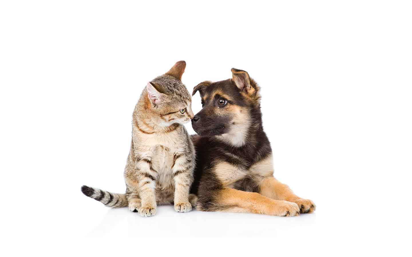 Nohl Ranch Animal Hospital in Orange, CA | Offer- Coupon | 10% OFF Flea & Tick Prevention | How to protect your pets