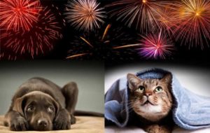Animal Hospital in Orange, CA | Veterinary Clinic | My Pet and Fireworks
