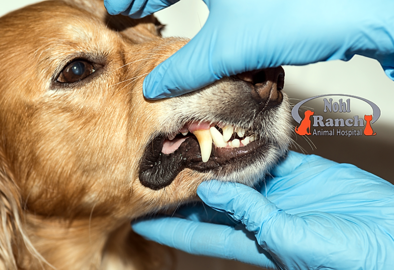 Pets-Dental-Care