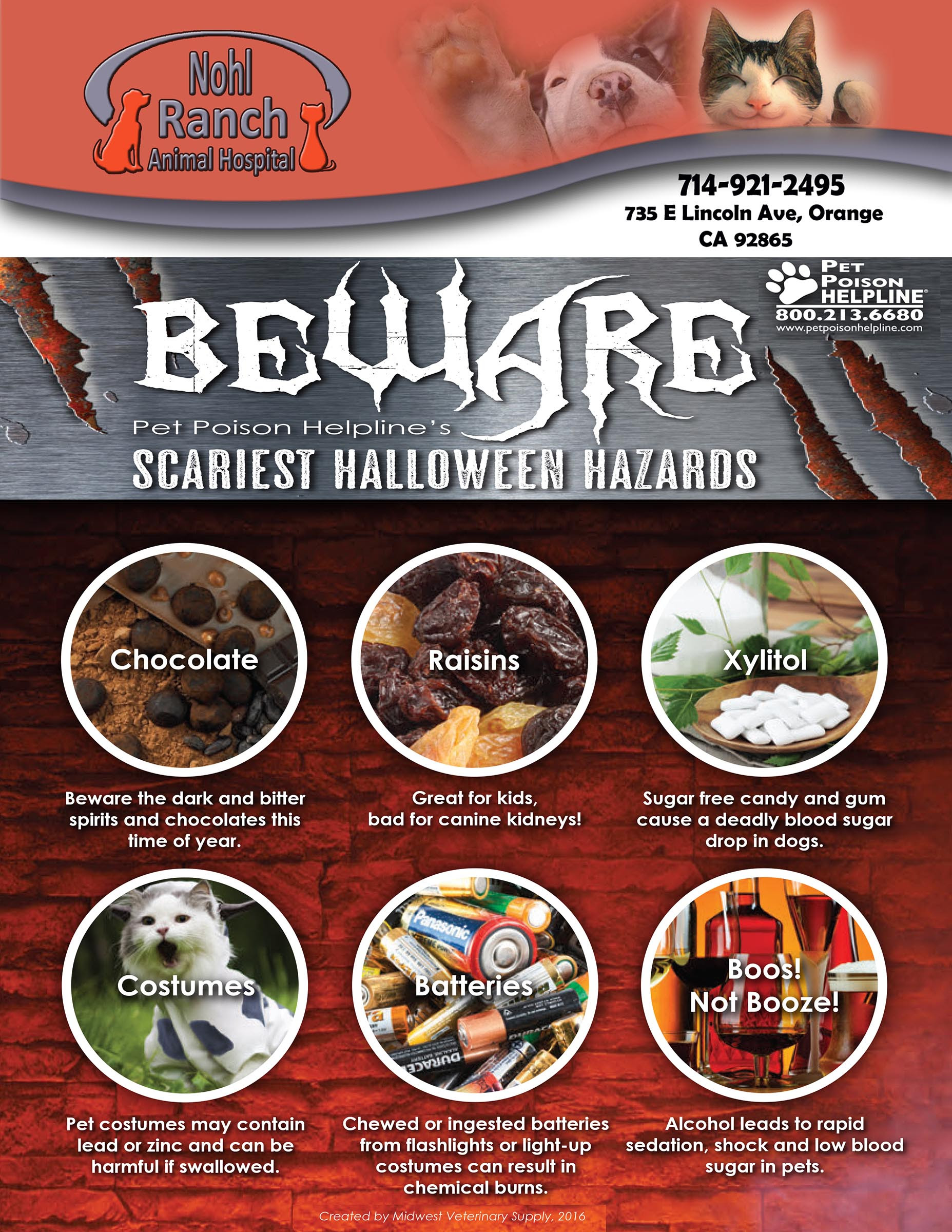 Beware pet poison helpline scariest Halloween hazards