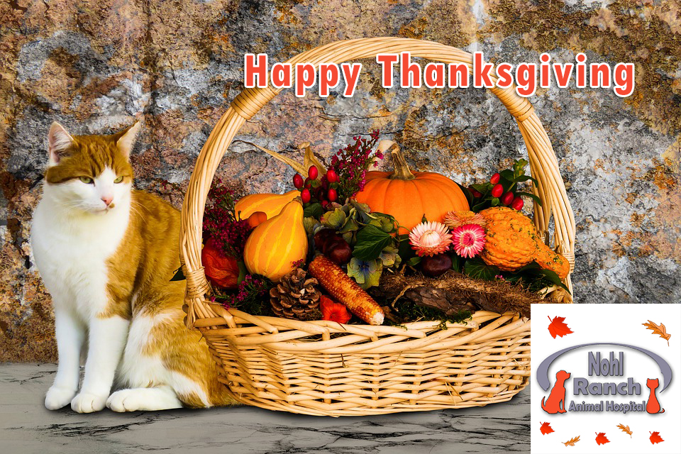 Pet Hospital - Thanksgiving Post