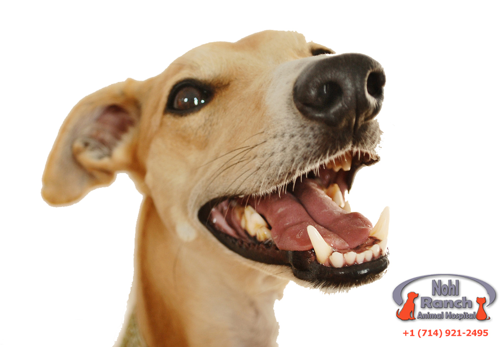 Pet Dental Health Month