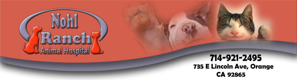 Animal Hospital Banner