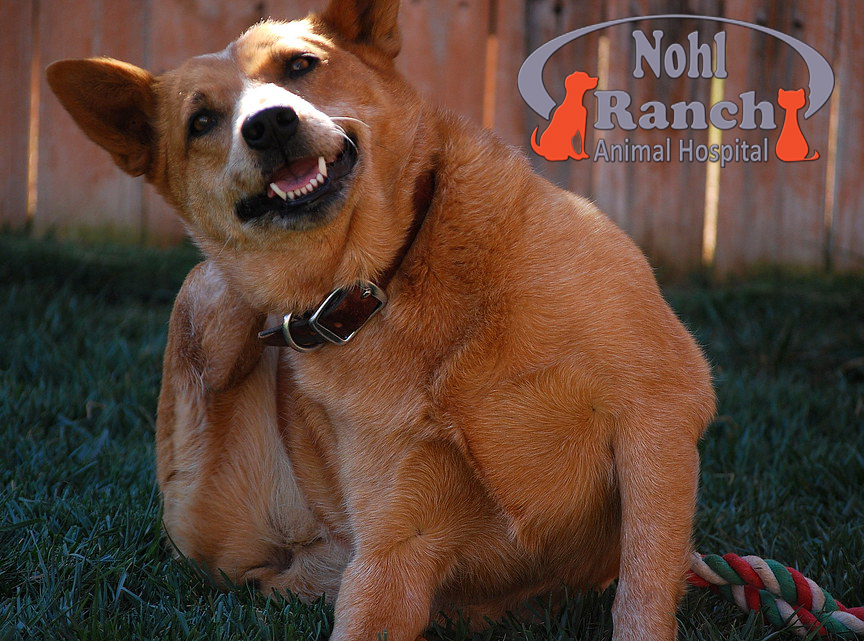Animal Hospital Flea & Tick Prevention