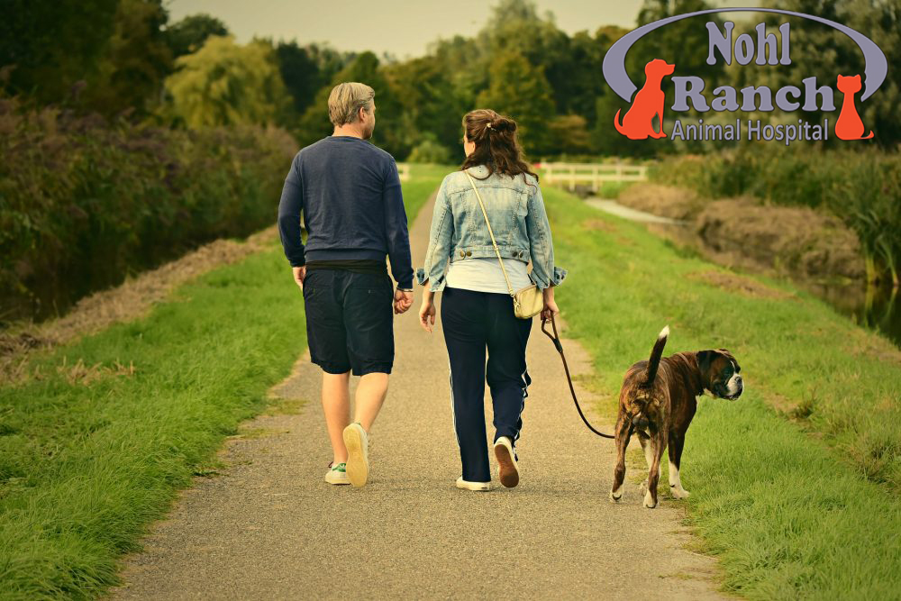 Walk Your Pet Month, Orange Pet Clinic