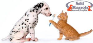 Pet Dental Health Month | Orange Pet Clinic