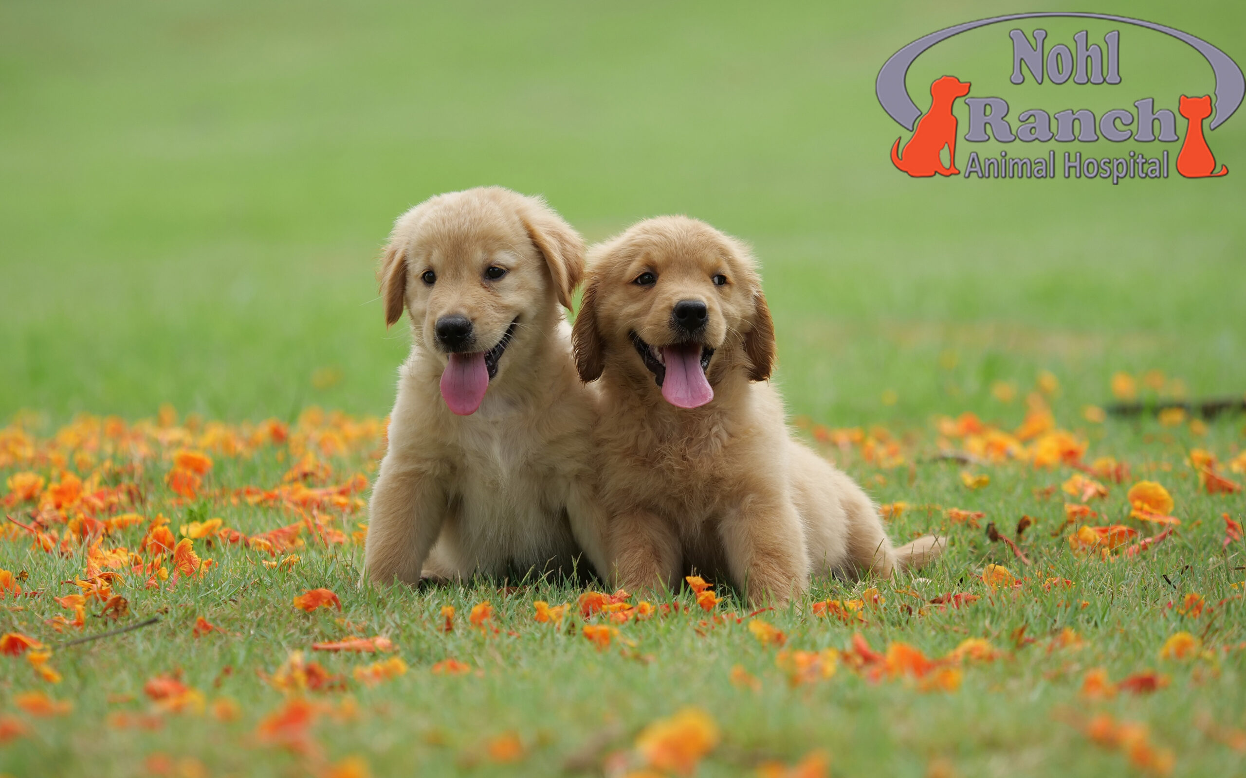 National Puppy Day | Orange Pet Clinic