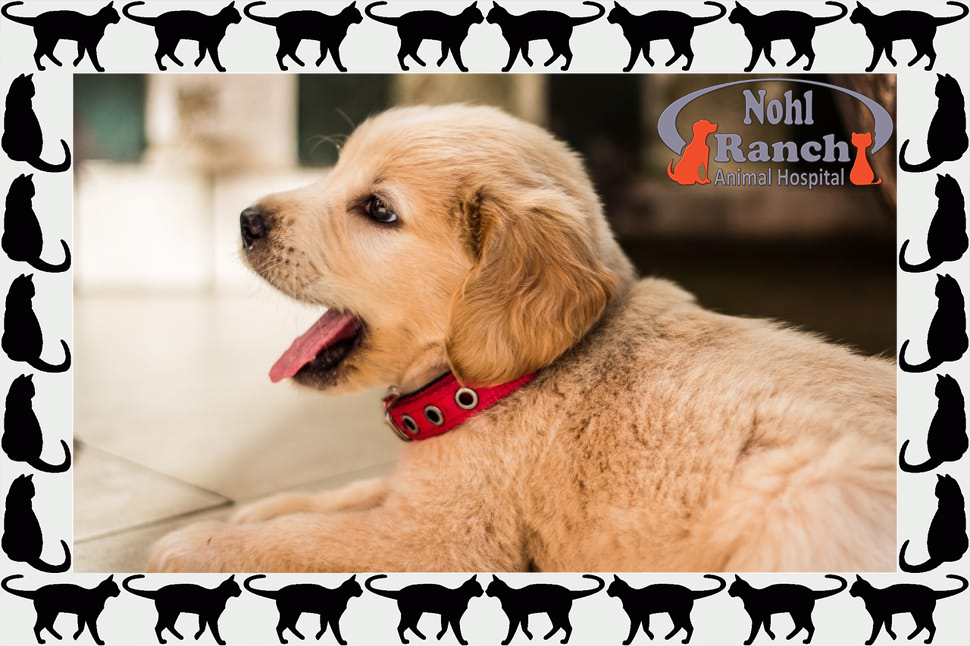 ALL-AMERICAN PET PHOTO DAY | Orange Pet Clinic