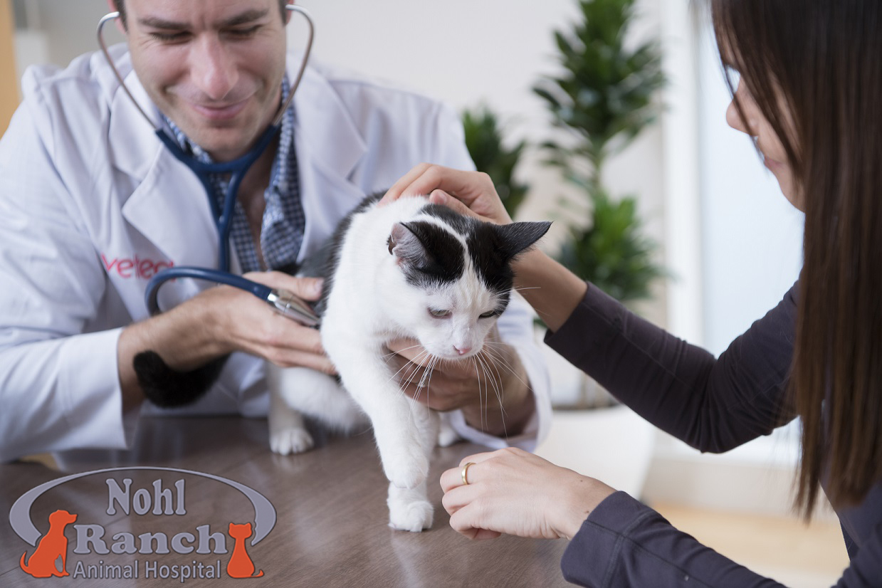 National Take Your Cat To Vet Day | Orange Pet Clinic