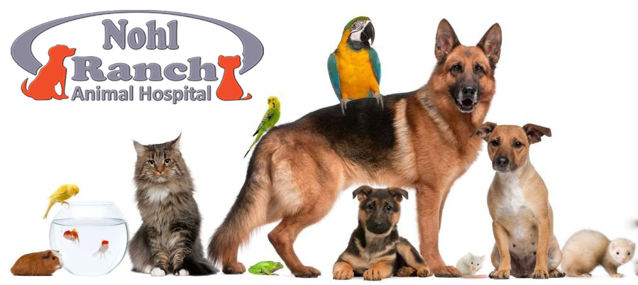 Animal Safety and Protection Month | Orange Pet Clinic