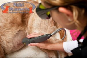 Pet Laser Therapy | Top Orange Pet Clinic