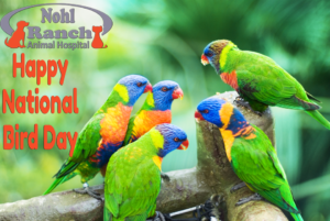 National Bird Day | Top Orange Pet Clinic