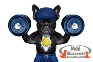 Active Dog with Dumbbells